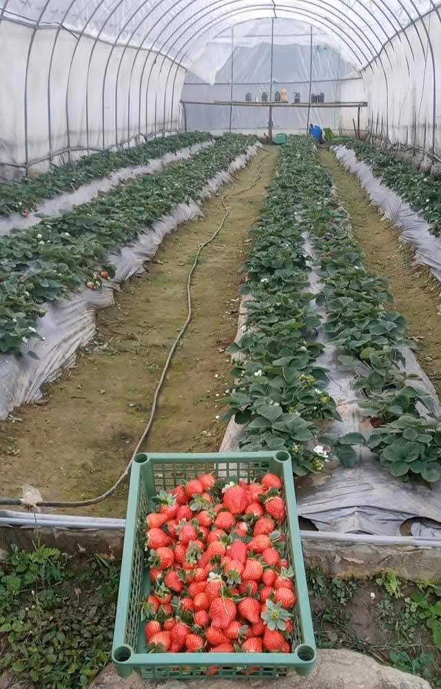 Strawberry field in Norbugang