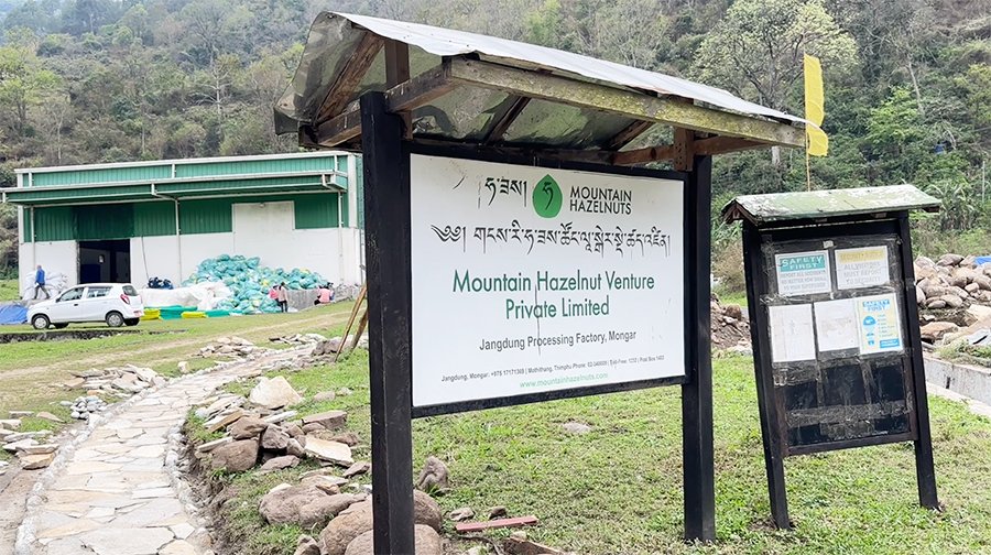 Farmers inspecting hazelnut trees