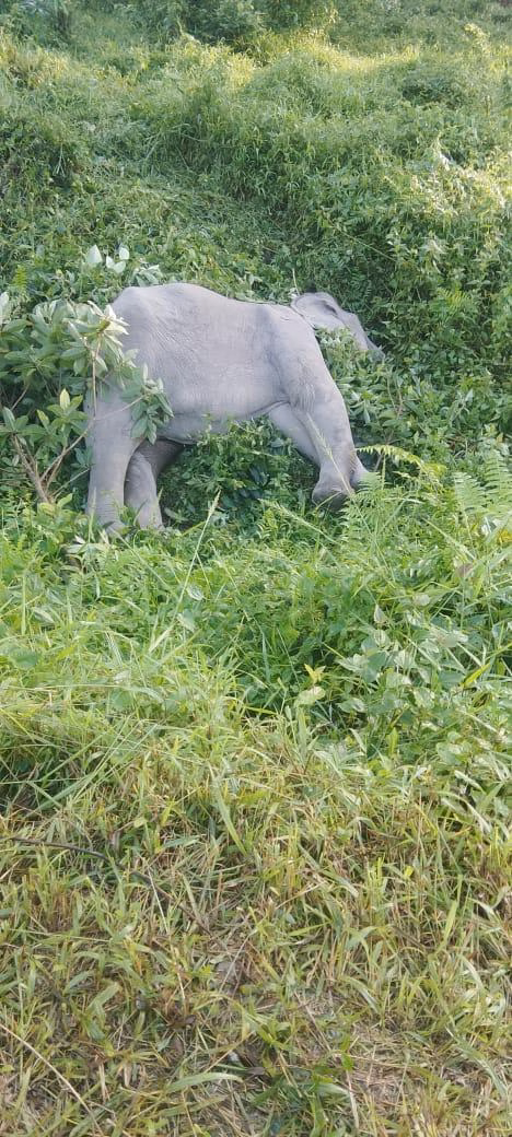 Young elephant in Gelephu