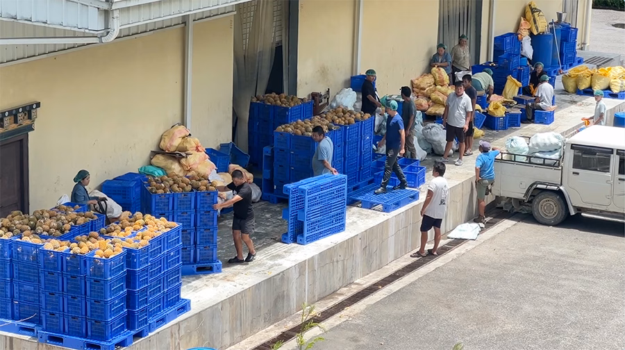 Farmers with fruit harvest
