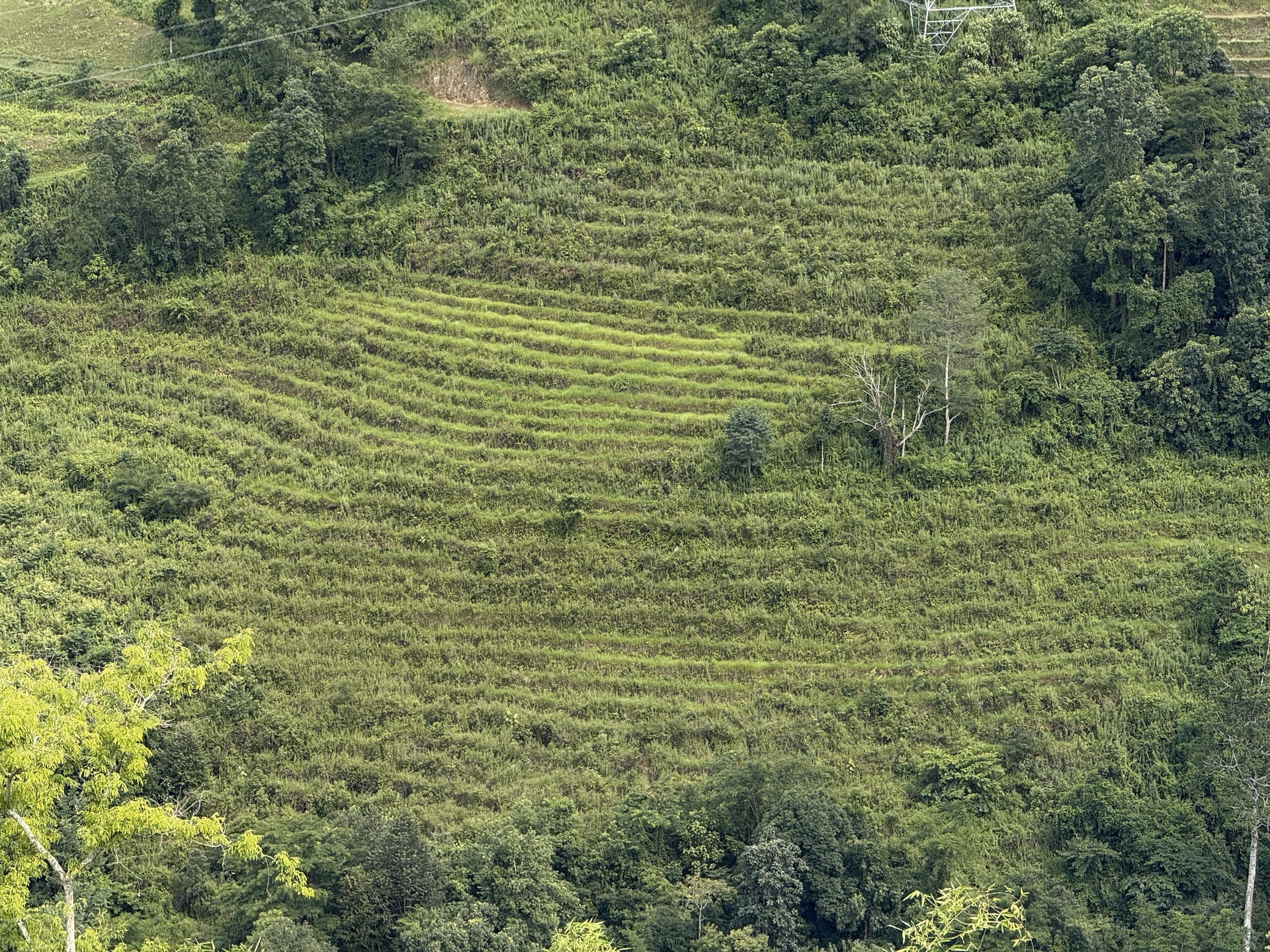 Harvesting crops in Bhutan