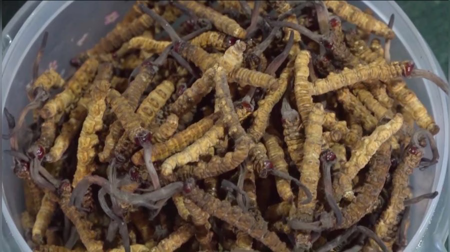 A picturesque view of the Bhutanese landscape where cordyceps are harvested