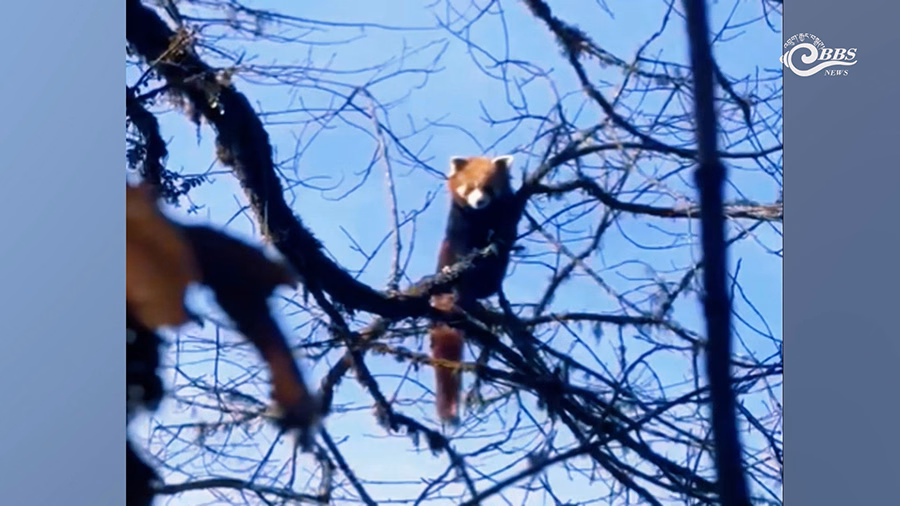 Alpine forest landscape at Tergola showing ideal Red Panda habitat