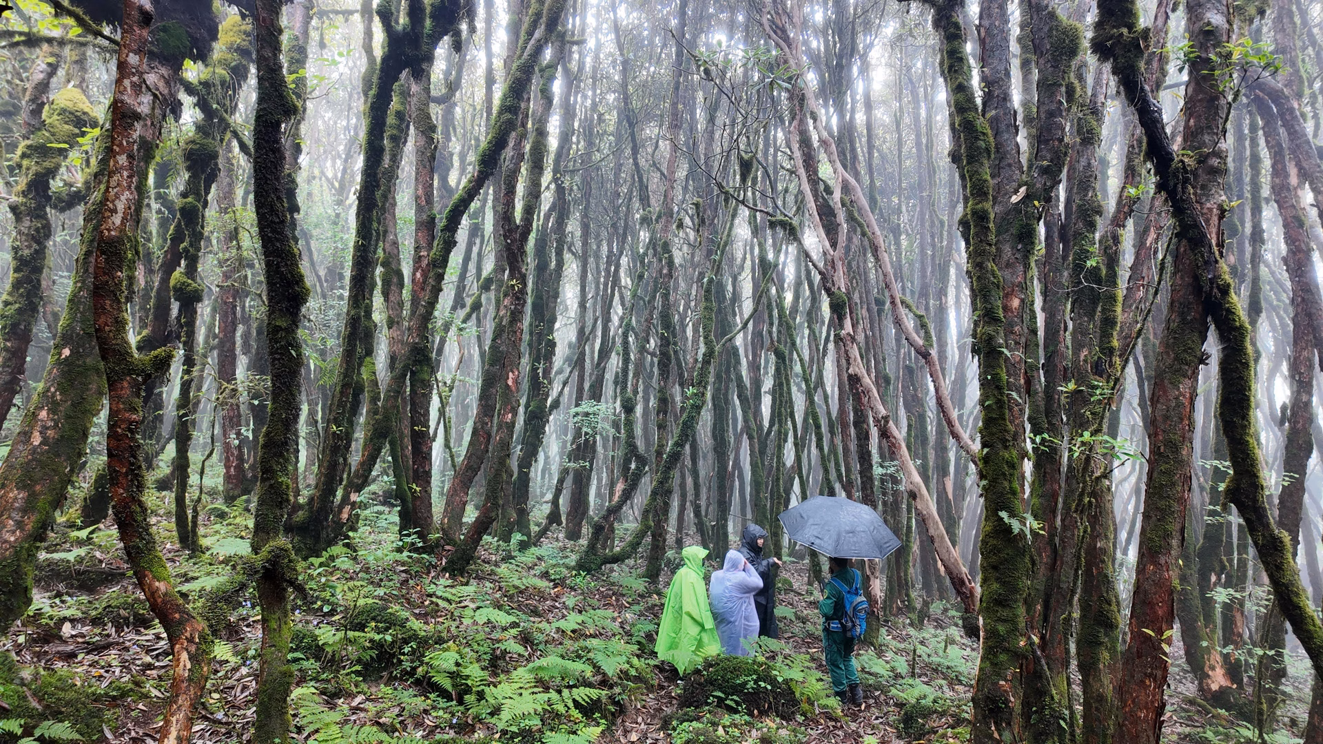 Red panda cubs and habitat conservation at Tergola