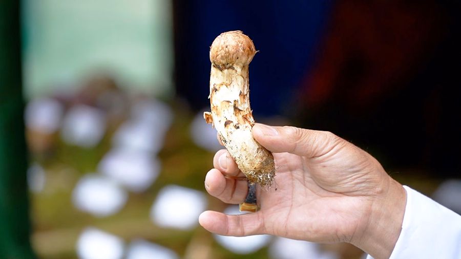 Community members engaged in mushroom management activities in Genye