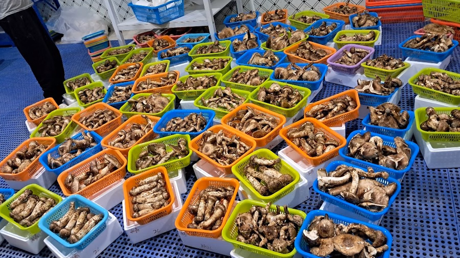 Matsutake mushroom harvesting in Genye Gewog showcasing the sustainable collection methods