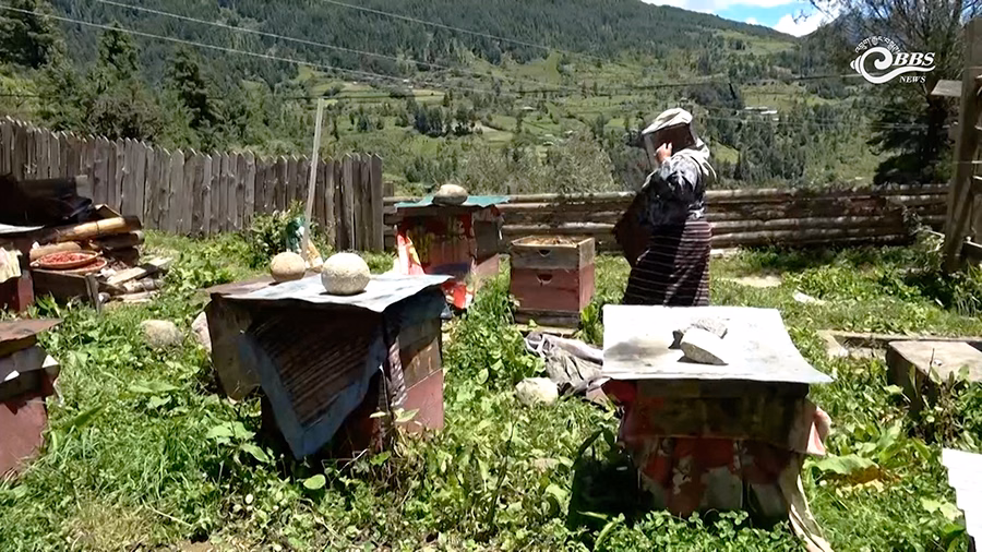 Beekeeper carefully inspecting honeycomb structure