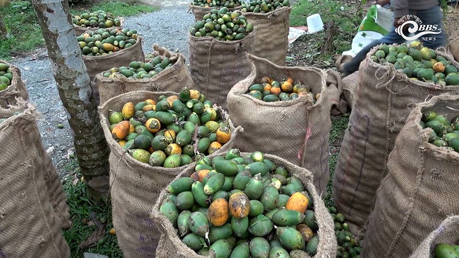 Areca nuts being harvested and processed