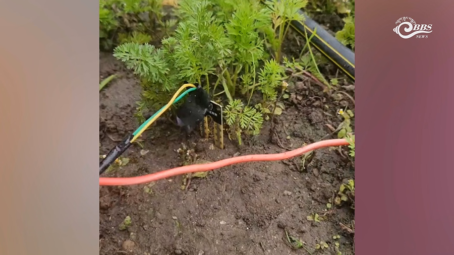 Students monitoring smart agriculture system data