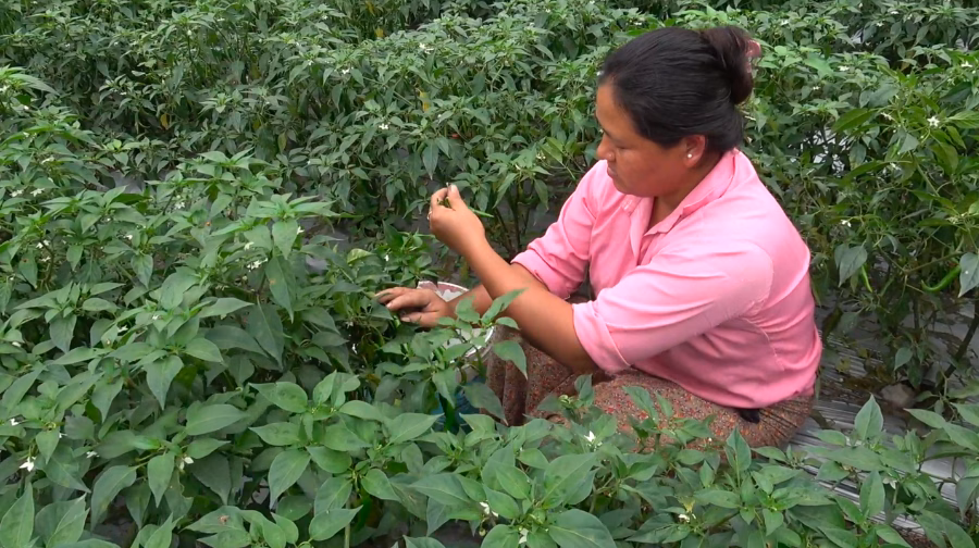 Sorting and packing chillies for market
