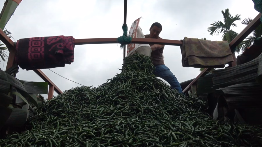 Chillies ready for transport